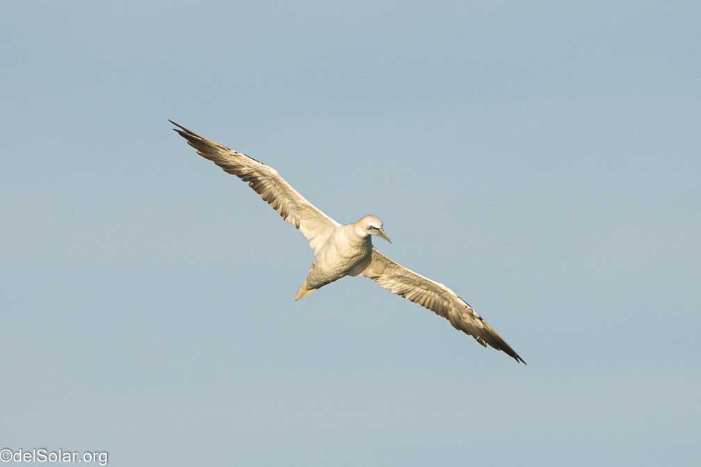 ILCE-7RM4  --  FE 200-600mm F5.6-6.3 G OSS -- 1/2000 sec at f / 7.1 -- ISO 1000 -- 0 EV -- 