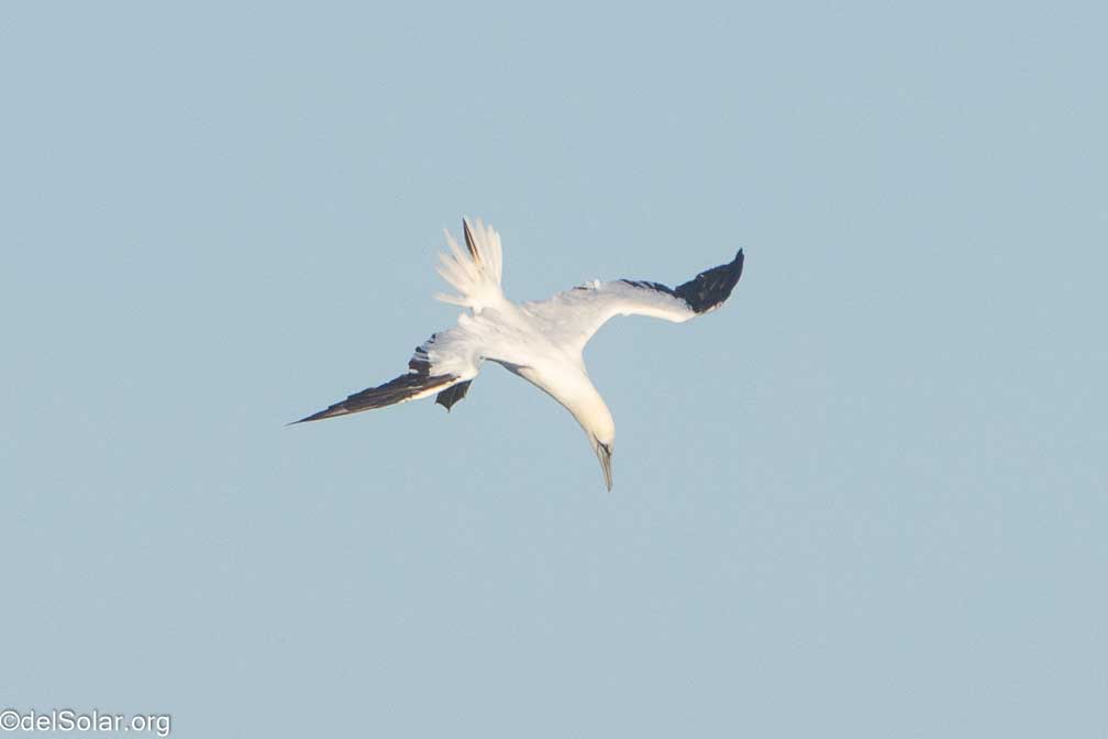 ILCE-7RM4  --  FE 200-600mm F5.6-6.3 G OSS -- 1/2000 sec at f / 7.1 -- ISO 1000 -- 0 EV -- 