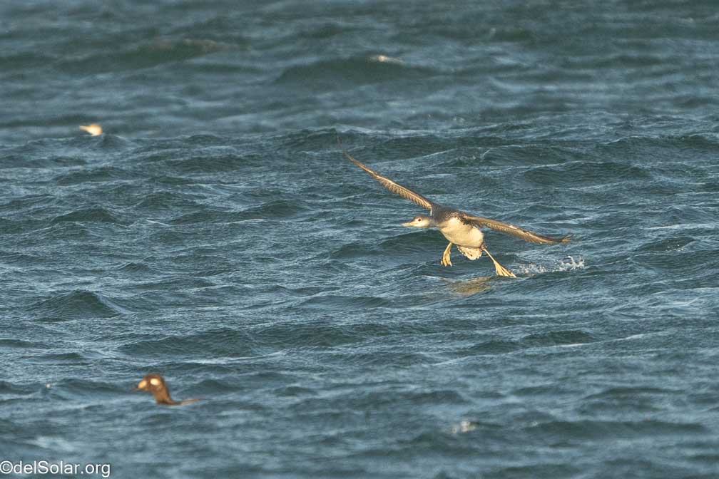 ILCE-7RM4  --  FE 200-600mm F5.6-6.3 G OSS -- 1/2500 sec at f / 8.0 -- ISO 2000 -- 0 EV -- 