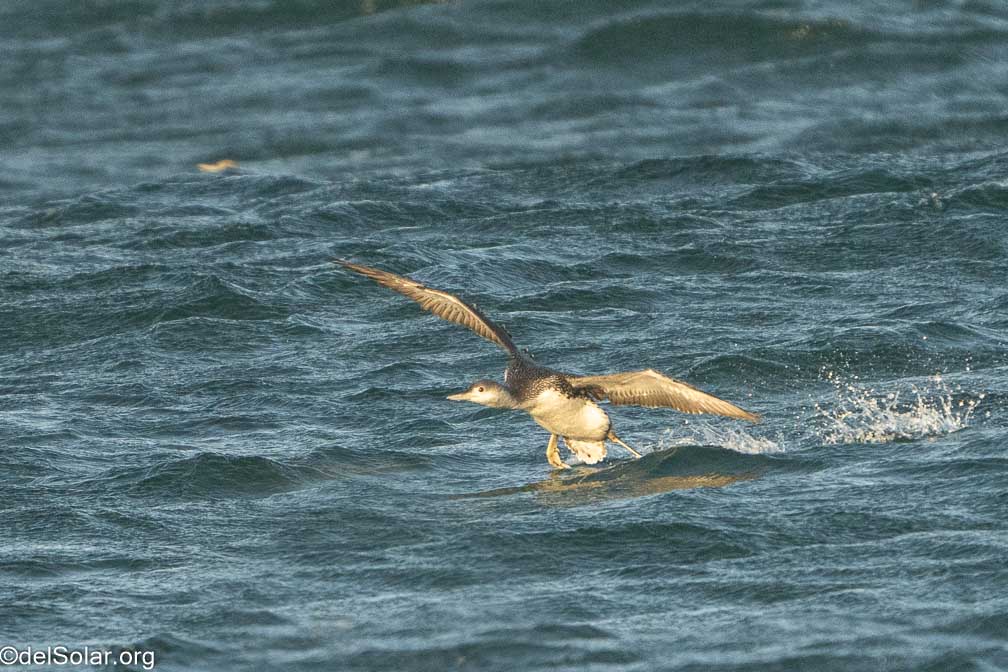 ILCE-7RM4  --  FE 200-600mm F5.6-6.3 G OSS -- 1/2500 sec at f / 8.0 -- ISO 2000 -- 0 EV -- 