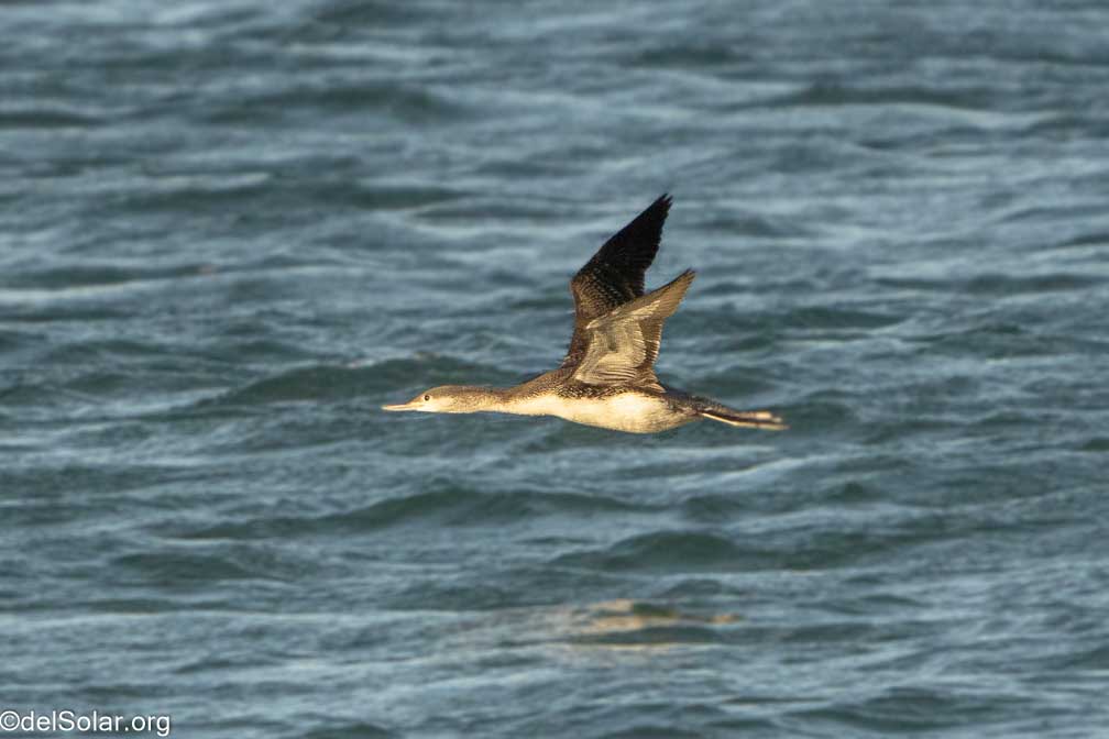 ILCE-7RM4  --  FE 200-600mm F5.6-6.3 G OSS -- 1/2500 sec at f / 8.0 -- ISO 2000 -- 0 EV -- 