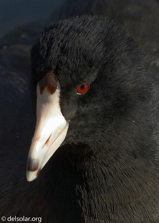 coot04