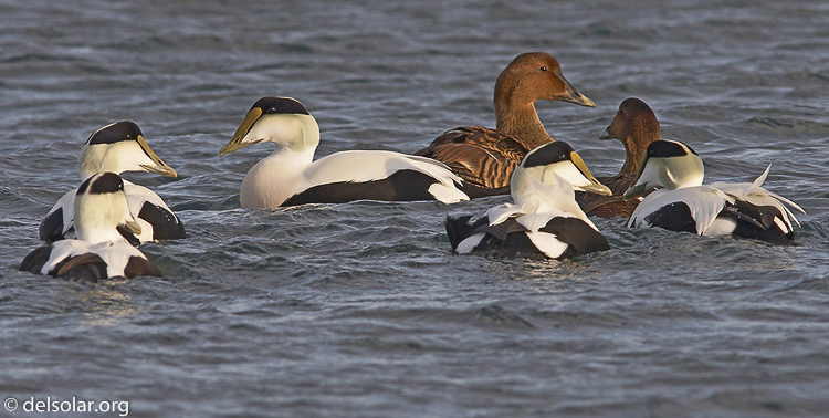 eider03