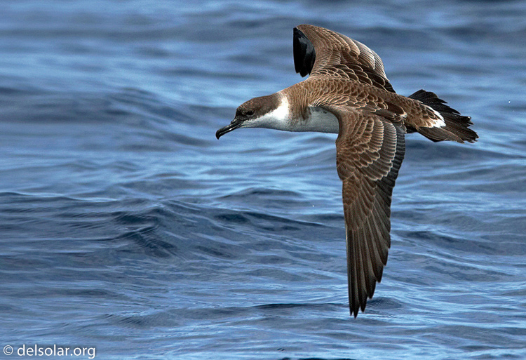 greatershearwater1