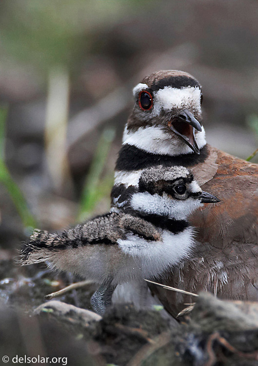 killdeer10