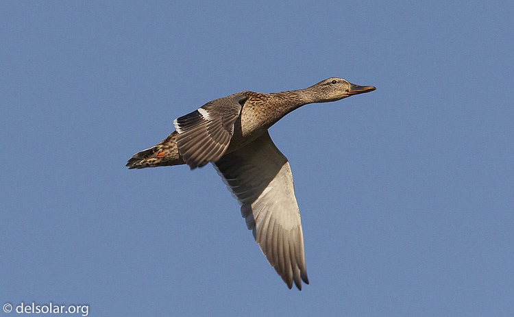 mallard04