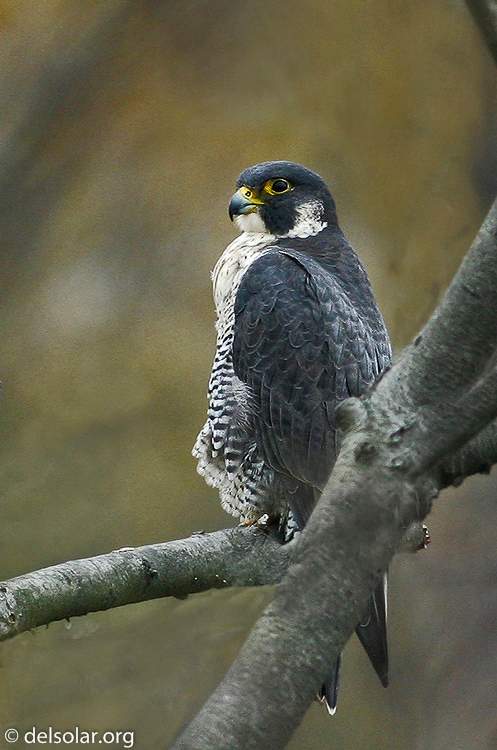 peregrine01