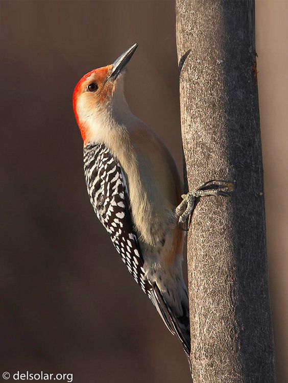 rbwoodpecker