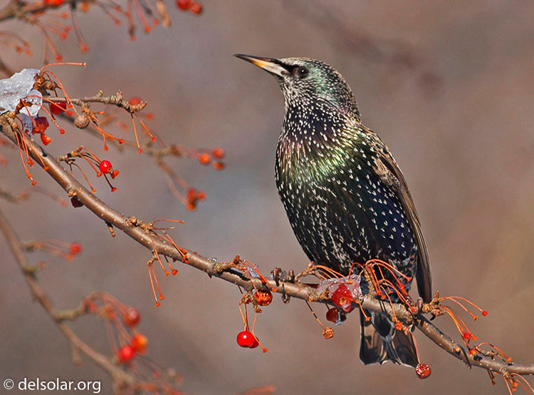 starling01