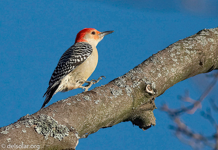 woodpecker08