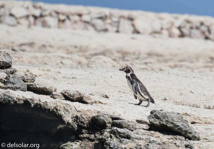 Canon EOS 7D Mark II  --  400 mm  --  EF100-400mm f/4.5-5.6L IS II USM  