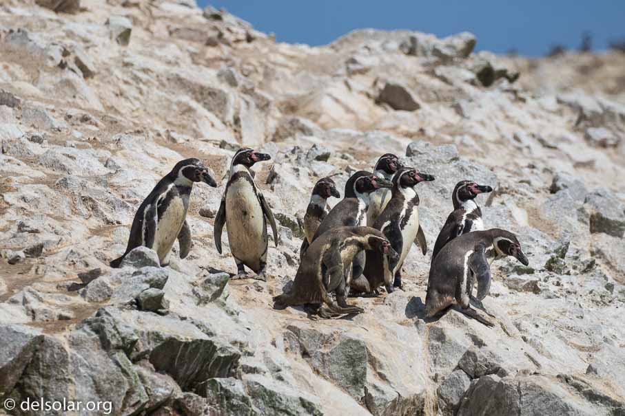 Canon EOS 7D Mark II  --  278 mm  --  EF100-400mm f/4.5-5.6L IS II USM  