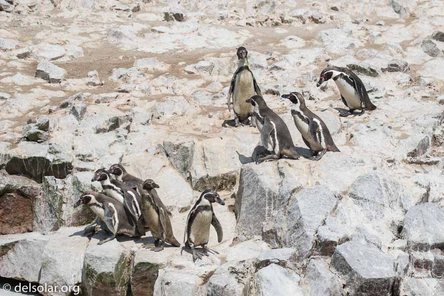 Canon EOS 7D Mark II  --  200 mm  --  EF100-400mm f/4.5-5.6L IS II USM  