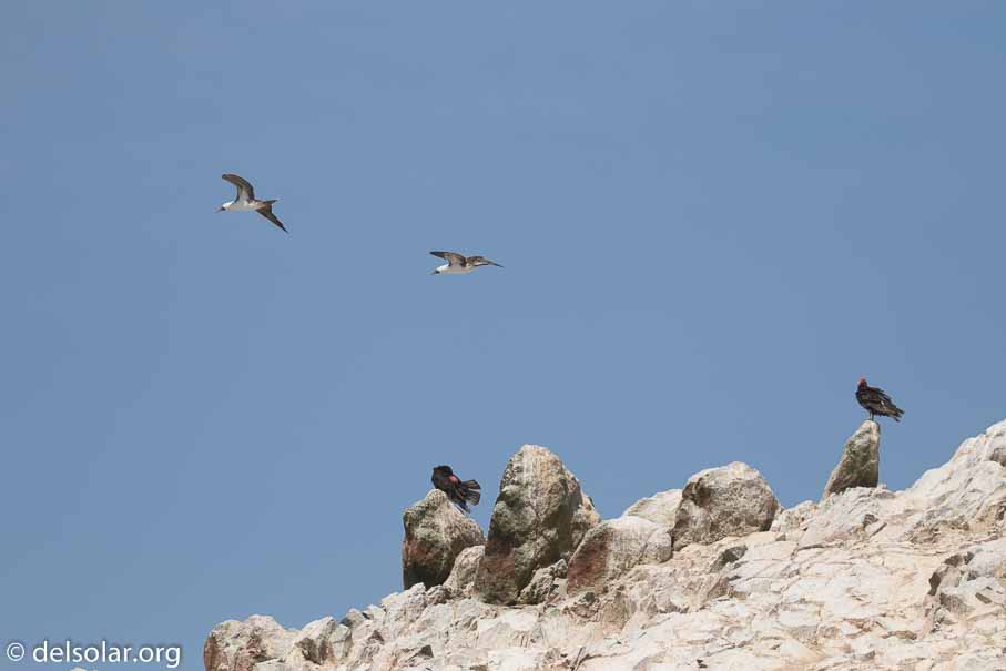 Canon EOS 7D Mark II  --  148 mm  --  EF100-400mm f/4.5-5.6L IS II USM  