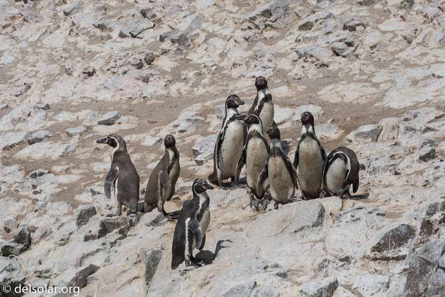 Canon EOS 7D Mark II  --  220 mm  --  EF100-400mm f/4.5-5.6L IS II USM  