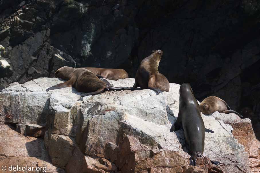 Canon EOS 7D Mark II  --  158 mm  --  EF100-400mm f/4.5-5.6L IS II USM  