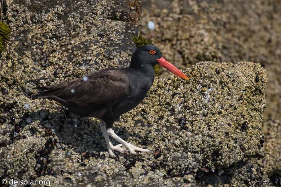 Canon EOS 7D Mark II  --  371 mm  --  EF100-400mm f/4.5-5.6L IS II USM  