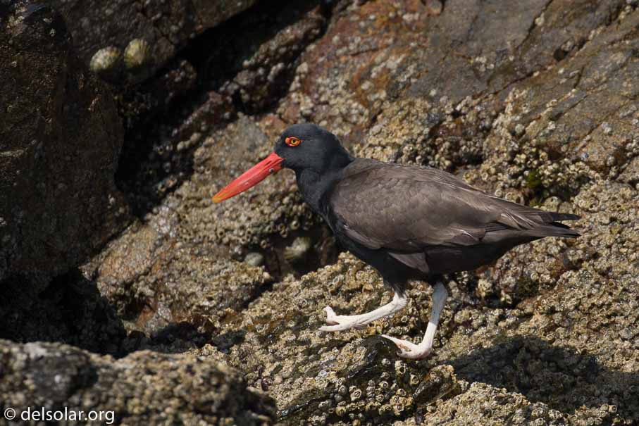 Canon EOS 7D Mark II  --  400 mm  --  EF100-400mm f/4.5-5.6L IS II USM  