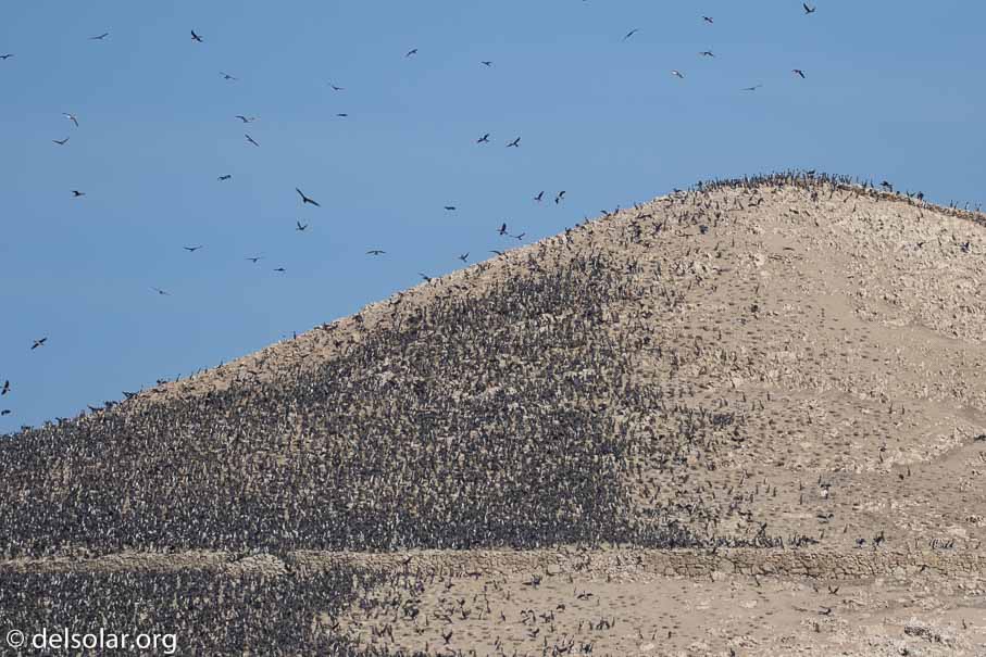 Canon EOS 7D Mark II  --  182 mm  --  EF100-400mm f/4.5-5.6L IS II USM  