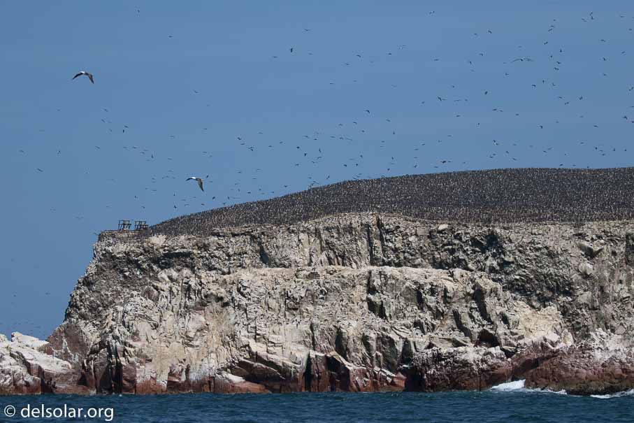 Canon EOS 7D Mark II  --  100 mm  --  EF100-400mm f/4.5-5.6L IS II USM  