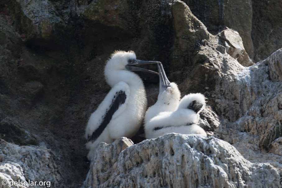 Canon EOS 7D Mark II  --  300 mm  --  EF100-400mm f/4.5-5.6L IS II USM  