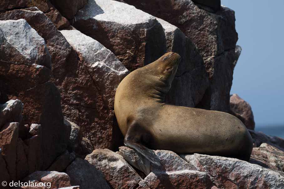 Canon EOS 7D Mark II  --  234 mm  --  EF100-400mm f/4.5-5.6L IS II USM  