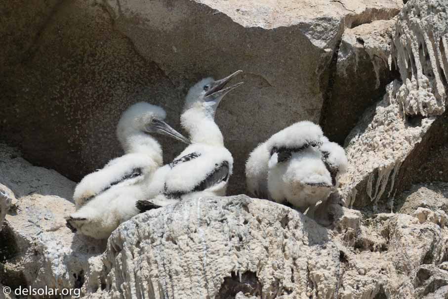 Canon EOS 7D Mark II  --  263 mm  --  EF100-400mm f/4.5-5.6L IS II USM  