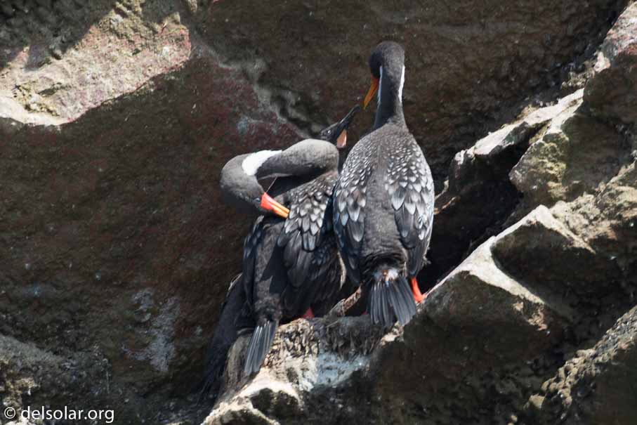 Canon EOS 7D Mark II  --  340 mm  --  EF100-400mm f/4.5-5.6L IS II USM  