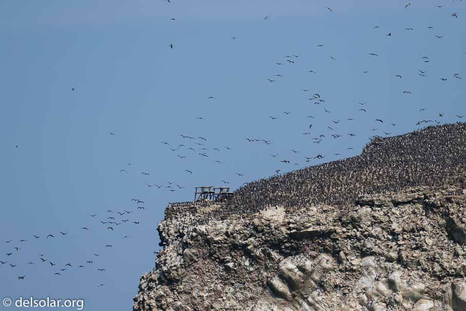 Canon EOS 7D Mark II  --  188 mm  --  EF100-400mm f/4.5-5.6L IS II USM  