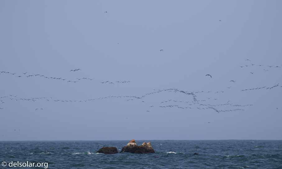 Canon EOS 7D Mark II  --  271 mm  --  EF100-400mm f/4.5-5.6L IS II USM  