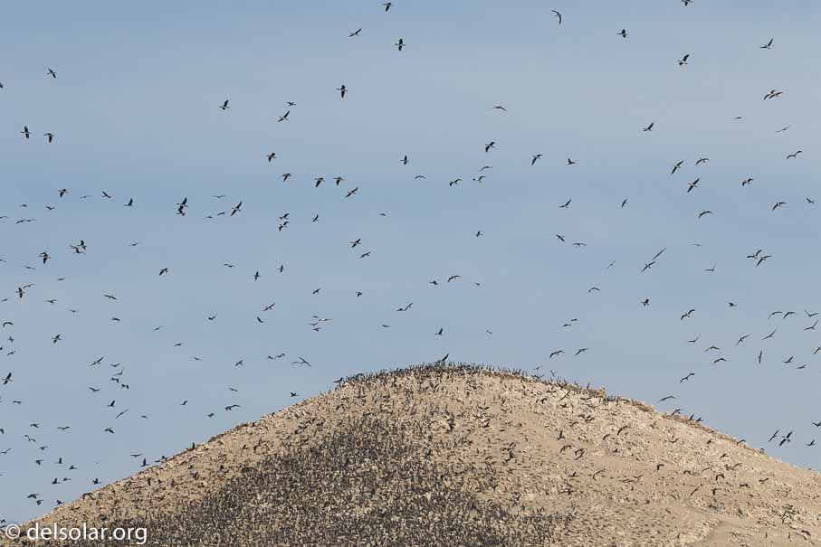 Canon EOS 7D Mark II  --  158 mm  --  EF100-400mm f/4.5-5.6L IS II USM  