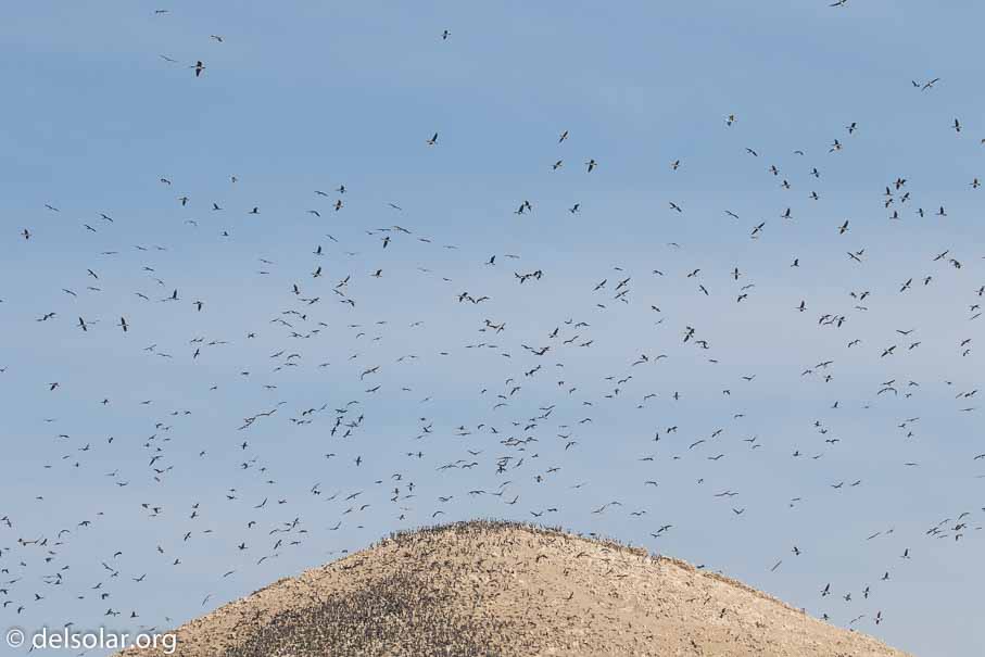 Canon EOS 7D Mark II  --  120 mm  --  EF100-400mm f/4.5-5.6L IS II USM  