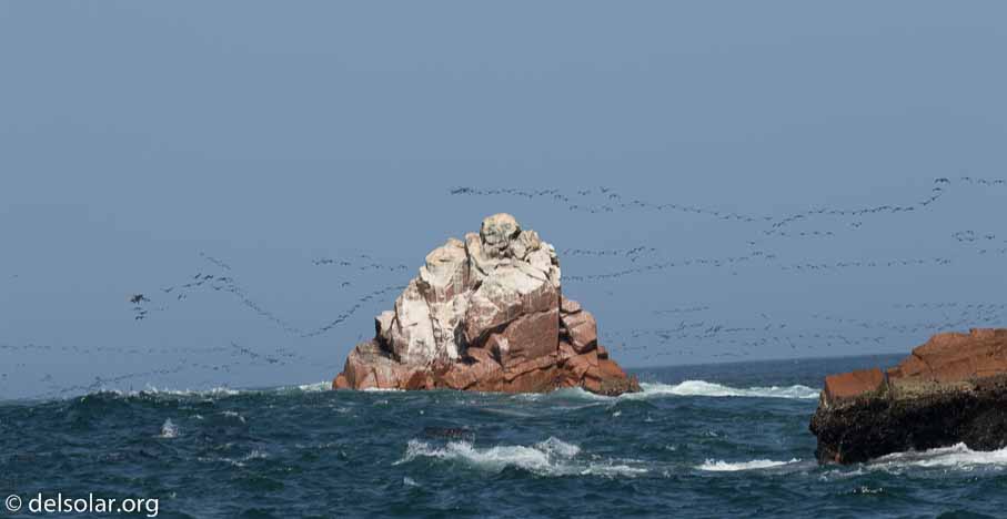 Canon EOS 7D Mark II  --  188 mm  --  EF100-400mm f/4.5-5.6L IS II USM  