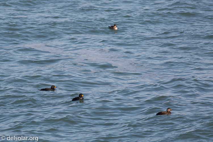 Canon EOS 5D Mark III  --  400 mm  --  EF400mm f/5.6L USM  