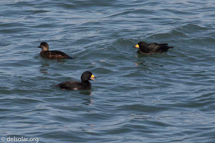 Canon EOS 5D Mark III  --  400 mm  --  EF400mm f/5.6L USM  