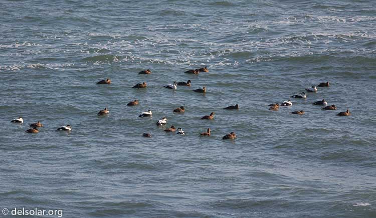 Canon EOS 5D Mark III  --  400 mm  --  EF400mm f/5.6L USM  