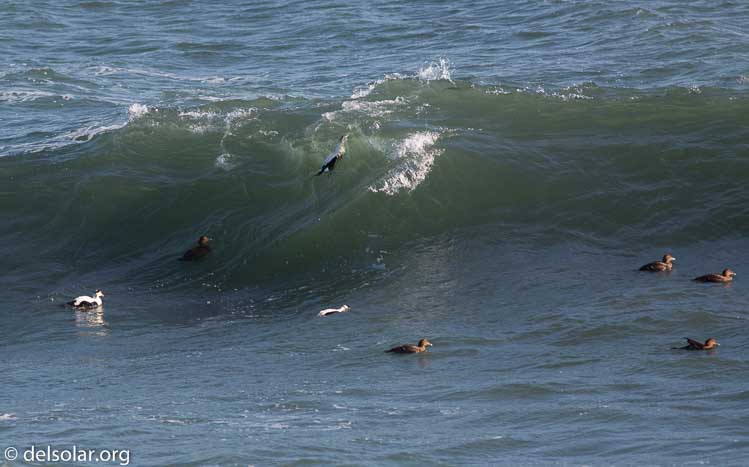 Canon EOS 5D Mark III  --  400 mm  --  EF400mm f/5.6L USM  