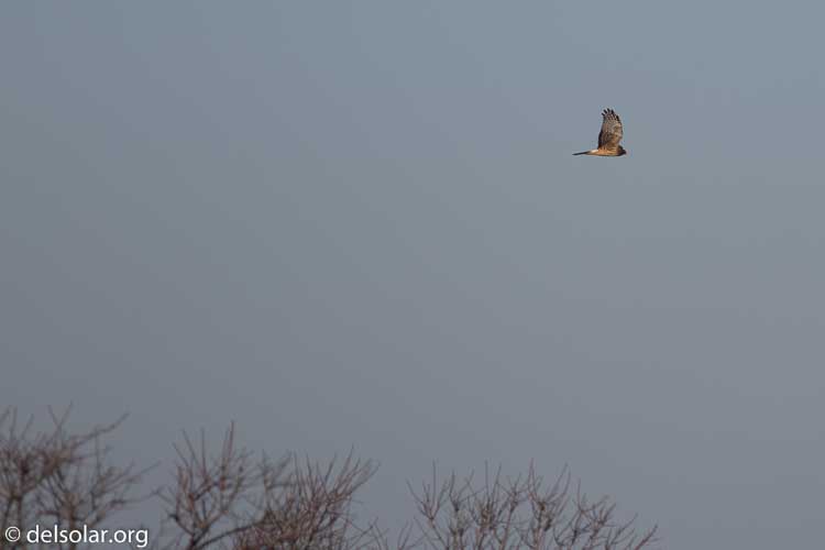 Canon EOS 5D Mark III  --  400 mm  --  EF400mm f/5.6L USM  