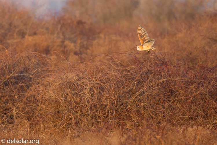 Canon EOS 5D Mark III  --  500 mm  --  EF500mm f/4L IS USM  