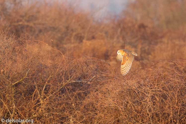 Canon EOS 5D Mark III  --  500 mm  --  EF500mm f/4L IS USM  