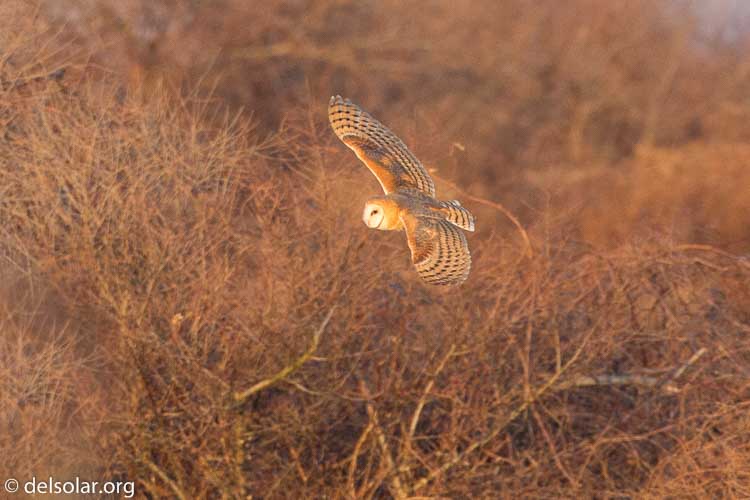 Canon EOS 5D Mark III  --  500 mm  --  EF500mm f/4L IS USM  