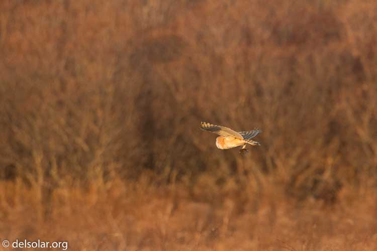 Canon EOS 5D Mark III  --  500 mm  --  EF500mm f/4L IS USM  