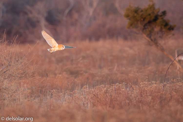 Canon EOS 5D Mark III  --  500 mm  --  EF500mm f/4L IS USM  