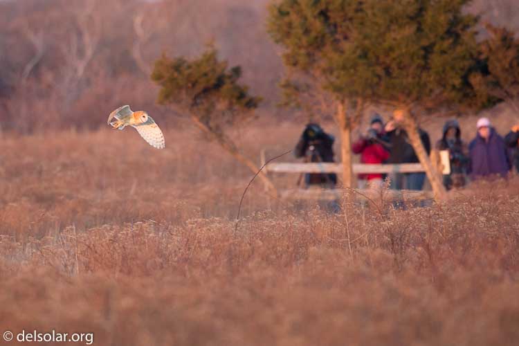 Canon EOS 5D Mark III  --  500 mm  --  EF500mm f/4L IS USM  