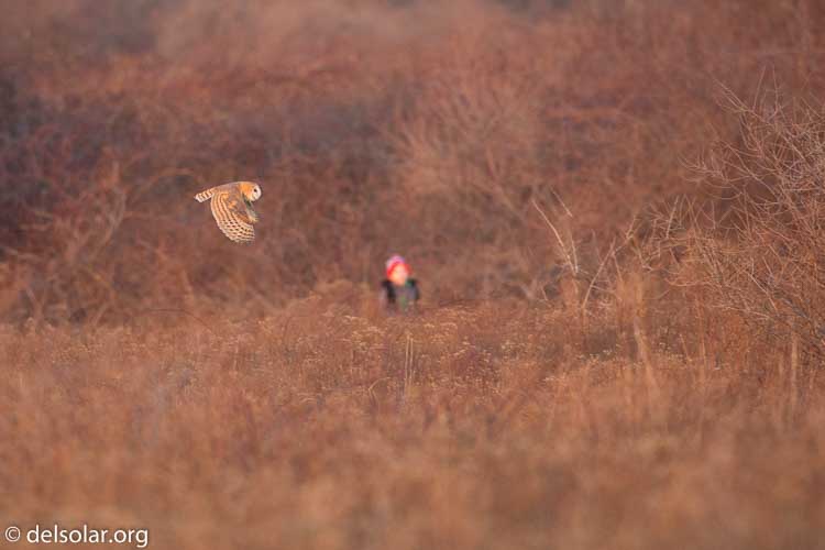 Canon EOS 5D Mark III  --  500 mm  --  EF500mm f/4L IS USM  