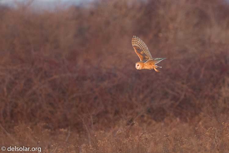 Canon EOS 5D Mark III  --  500 mm  --  EF500mm f/4L IS USM  