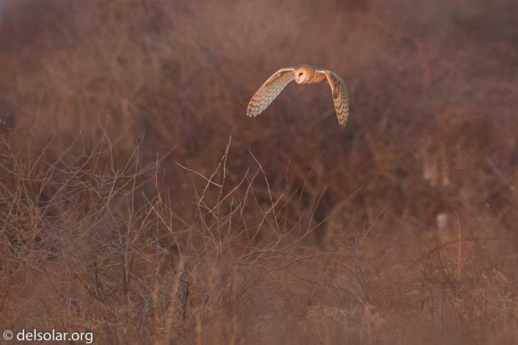 Canon EOS 5D Mark III  --  500 mm  --  EF500mm f/4L IS USM  