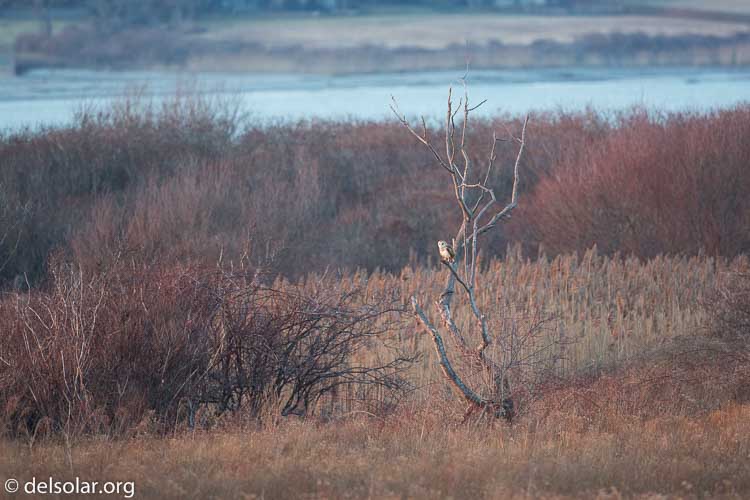 Canon EOS 5D Mark III  --  500 mm  --  EF500mm f/4L IS USM  