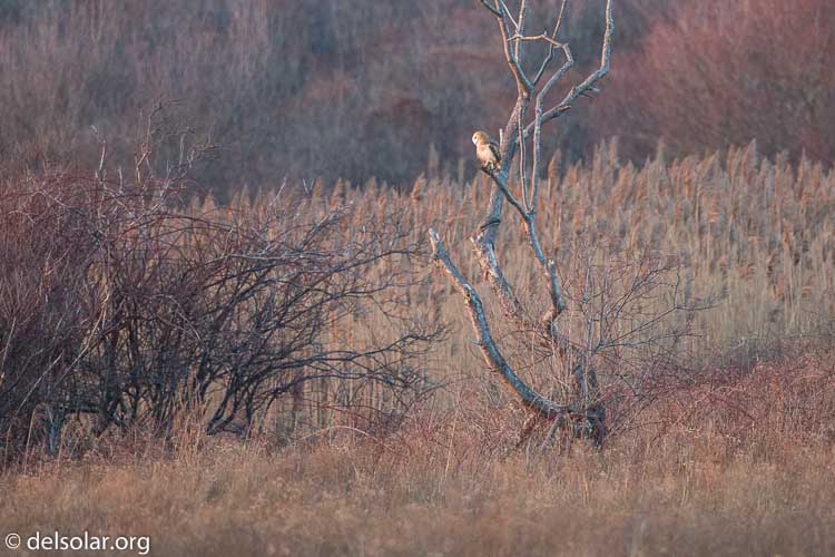 Canon EOS 5D Mark III  --  500 mm  --  EF500mm f/4L IS USM  