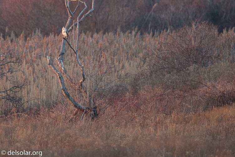 Canon EOS 5D Mark III  --  500 mm  --  EF500mm f/4L IS USM  